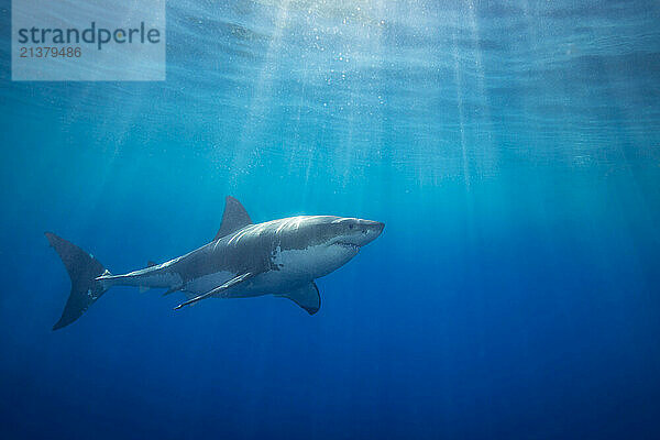 This Great white shark (Carcharodon carcharias) was photographed off Guadalupe Island  Mexico; Mexico