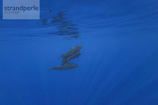 Pod of Short-finned pilot whales (Globicephala macrorhynchus). Pilot whales dive thousands of meters during the day in search of cephalopod prey; Democratic Republic of Timor-Leste