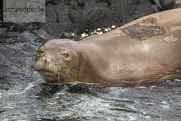 This Hawaiian monk seal (Neomonachus schauinslandi)  endemic and endangered  was photographed off the Kona Coast of the Big Island  Hawaii. The patch on it’s back is where a transmitter was glued to track it’s movements. This will disappear after the seal molts. There are three types of Monk seals and one is already extinct. The other two are very endangered; Island of Hawaii  Hawaii  United States of America