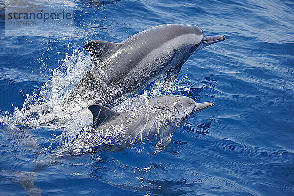 Spinner dolphins (Stenella longirostris) leap into the air off the coast of Timor-Leste; Domecratic Republic of Timor-Leste