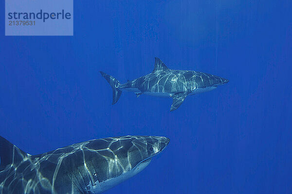 These two Great white sharks (Carcharodon carcharias) was photographed off Guadalupe Island  Mexico; Guadalupe Island  Mexico