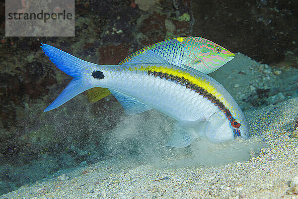 This Checkerboard wrasse (Halichoeres hortulanus) is sticking close to the Dash-dot goatfish (Parupeneus barberinus) to snatch any prey that might elude the goatfish; Yap  Federated States of Micronesia