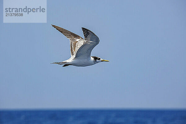 Juvenile Black-naped tern (Sterna sumatrana) in flight; Baucau  Democratic Republic of Timor-Leste