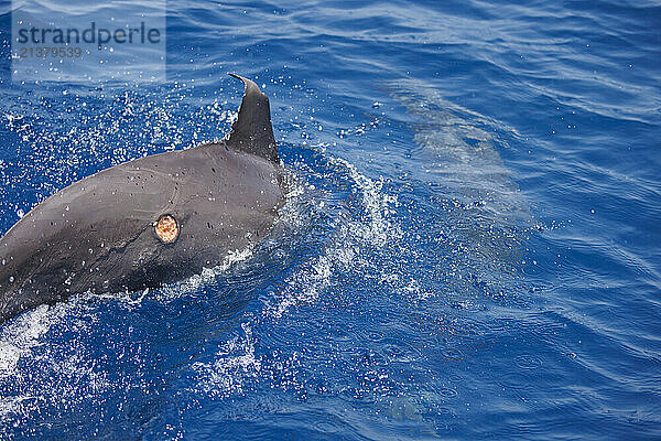 Gray's Spinner Dolphin or Hawaiian Spinner Dolphin (Stenella longirostris) with a cookie cutter shark wound (Isistius brasiliensis) off the coast of the Democratic Republic of Timor-Leste; Democratic Republic of Timor-Leste