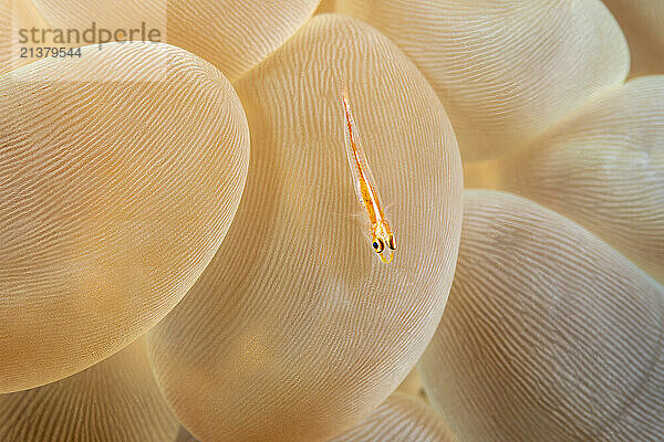 Ghost Goby (Pleurosicya mossambica) on bubble coral (Physogyra lechtensteini); Philippines