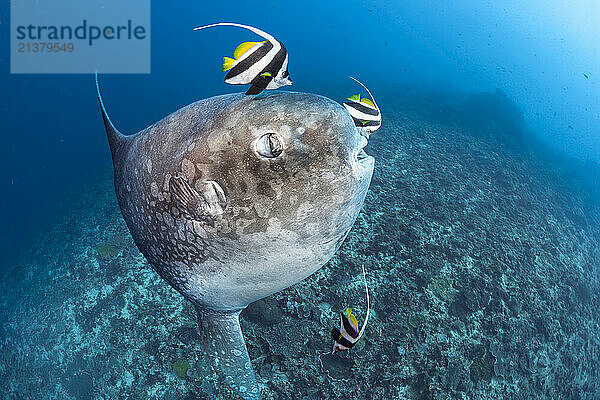 Ocean sunfish (Mola mola) being cleaned by Longfin bannerfish (Heniochus acuminatus) in Crystal Bay  Nusa Penida  Bali; Bali  Indonesia