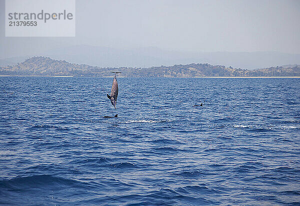 Spinner dolphin (Stenella longirostris) leaps and spins into the air off the coast of Timor-Leste; Domecratic Republic of Timor-Leste