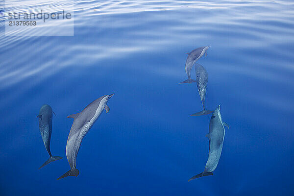 Pantropical spotted dolphins (Stenella attenuata) in open ocean  off the coast of Timor-Leste; Democratic Republic of Timor-Leste