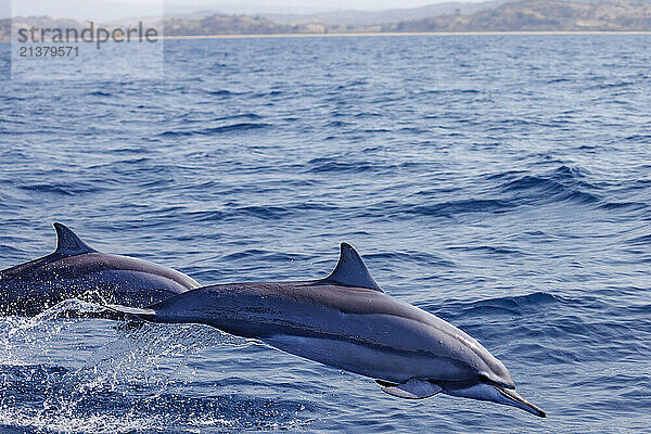 Spinner dolphins (Stenella longirostris) leap into the air of the coast of Timor-Leste; Domecratic Republic of Timor-Leste