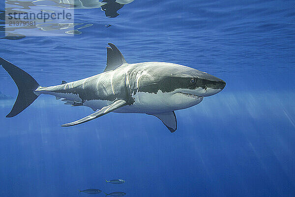 This Great white shark (Carcharodon carcharias) was photographed off Guadalupe Island  Mexico; Guadalupe Island  Mexico