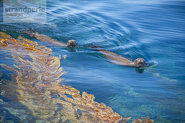 California sea lions (Zalophus californianus) playing in a kelp forest off Santa Barbara Island  California  USA; California  United States of America