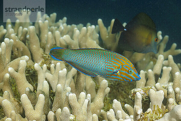 Chain-Lined Wrasse (Halichoeres leucurus) is also referred to as a striped wrasse; Yap  Federated States of Micronesia