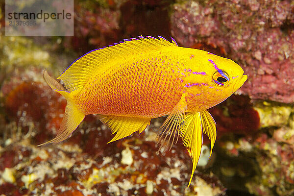 Female Hawaiian longfin anthias (Pseudanthias hawaiiensis) is a species uncommon in Hawaii where it is endemic; Hawaii  United States of America