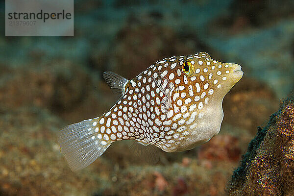 Endemic Hawaiian whitespotted toby (Canthigaster jactator) is one of the smaller members of the pufferfish family. They are less than four inches long and found only around the Hawaiian Islands  although two very similar looking species are found elsewhere in the Pacific; Hawaii  United States of America