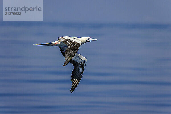 Flying Red-footed booby (Sula sula)  in white color phase flying over water; Democratic Republic of Timor-Leste