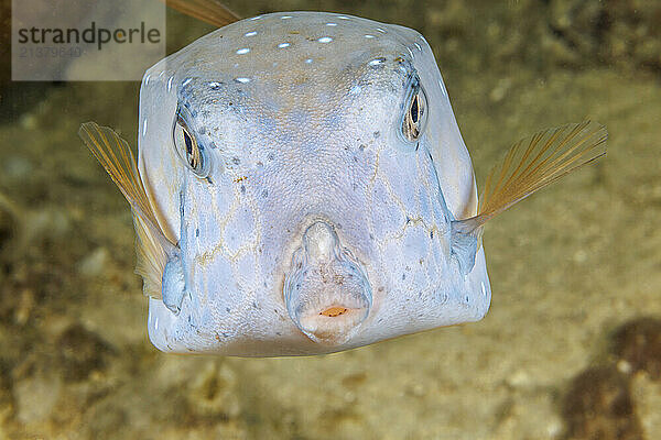 Yellow boxfish (Ostracion cubicus) begins life as a bright yellow juvenile. It can produce a toxin from its skin when stressed; Guam  Federated States of Micronesia