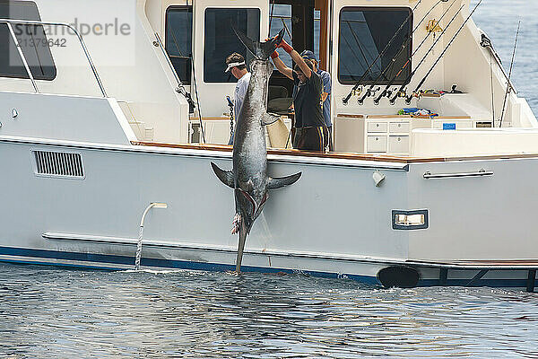 Commercial Swordfishing boat off Catalina Island  California  USA. This swordfish (Xiphias gladius) is being hauled onboard after being incapacitated with a shotgun; Catalina Island  California  United States of America