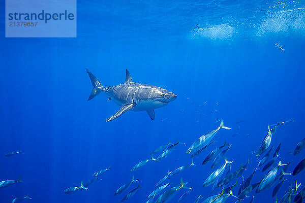 Great White Shark (Carcharodon carcharias) and a school of Scad mackerel (Decapterus macarellus) fish in the Pacific Ocean off the coast of Mexico; Guadalupe Island  Mexico