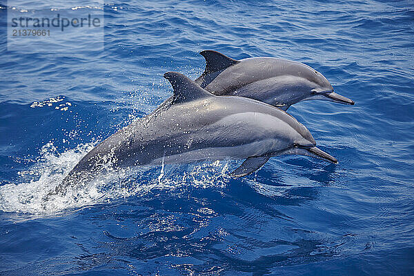 Spinner dolphins (Stenella longirostris) leap into the air off the coast of Timor-Leste; Domecratic Republic of Timor-Leste