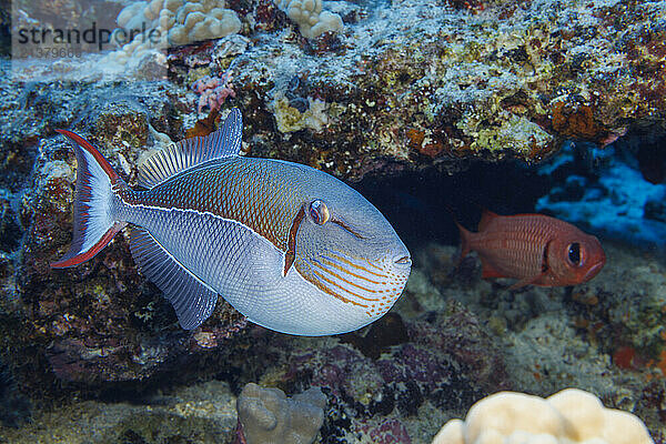 Blue-lined triggerfish (Xanthichthys caeruleolineatus) is very rarely seen around the main islands of Hawaii  USA; Hawaii  United States of America