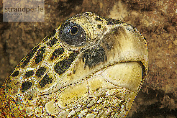 Close look into the eye of a Green sea turtle (Chelonia mydas)  an endangered species; Hawaii  United States of America