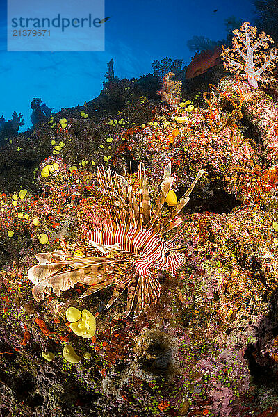 Llionfish (Pterois volitans) and alcyonarian soft coral; Fiji