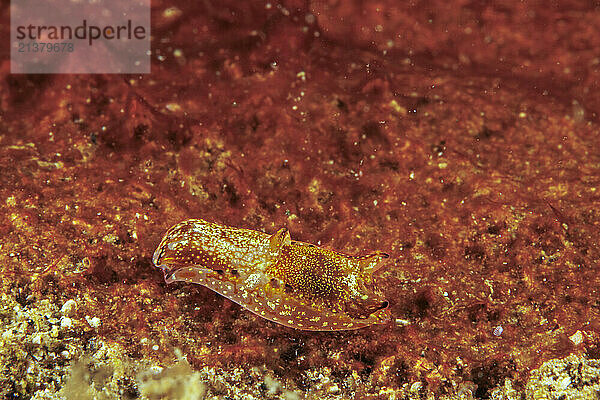 Color of the Showy Headshield Slug (Philinopsis speciosa) is extremely variable  and parts of the pattern can be absent in any specimen; Guam  Federated States of Micronesia