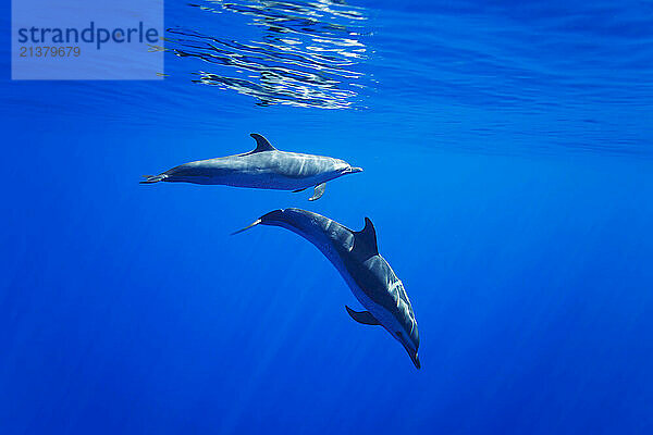 Pantropical spotted dolphins (Stenella attenuata) in open ocean; Hawaii  United States of America