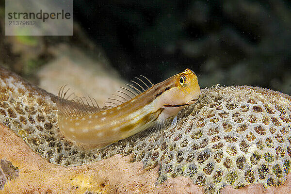 This Yaeyama coral blenny (Ecsenius yaeyamaensis) is perched on the convoluted surface of a dead hard coral off the island of Yap  Micronesia; Yap  Federated States of Micronesia