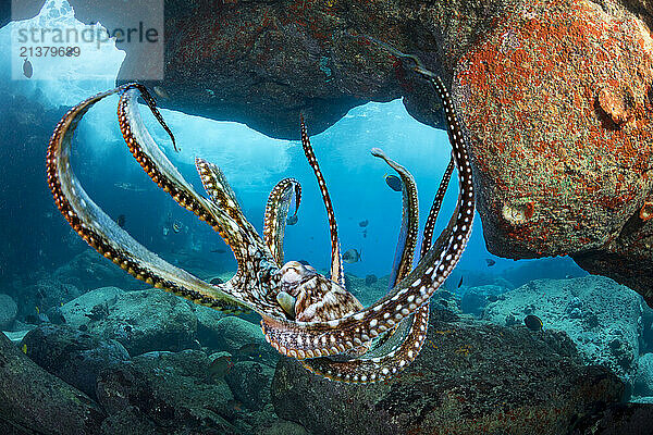 Day octopus (Octopus cyanea) is also known as the big blue octopus. It occurs in both the Pacific and Indian Oceans  from Hawaii to the eastern coast of Africa; Hawaii  United States of America