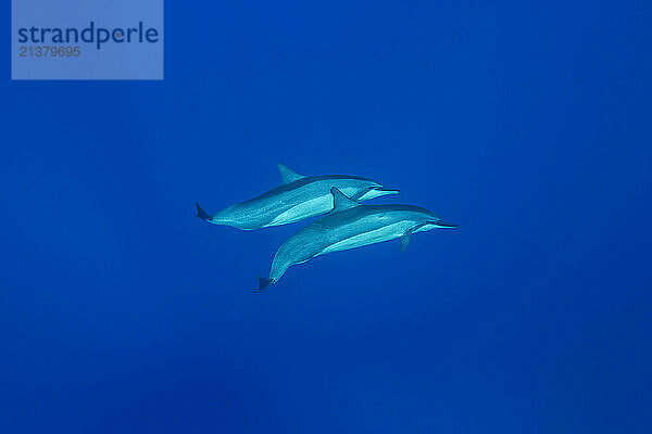 Two Spinner Dolphins (Stenella Longirostris) in blue water; Hawaii  United States of America