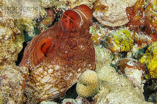 Day octopus (Octopus cyanea) is also known as the big blue octopus. It occurs in both the Pacific and Indian Oceans  from Hawaii to the eastern coast of Africa; Hawaii  United States of America