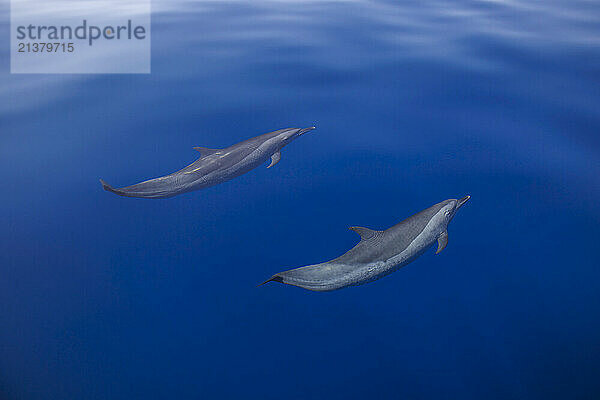 Pantropical spotted dolphins (Stenella attenuata) in open ocean  off the coast of Timor-Leste; Democratic Republic of Timor-Leste