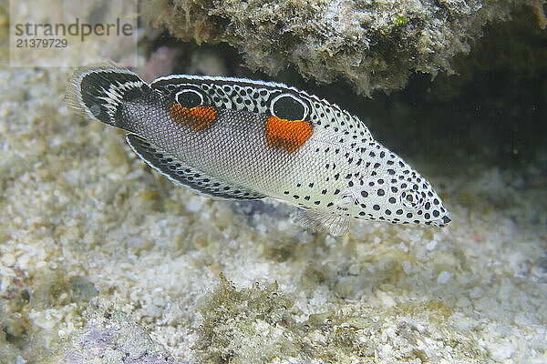 Coloration of the juvenile Clown coris (Coris aygula) with its false eyes has it sometimes referred to as the twinspot wrasse; Rarotonga  Cook Islands