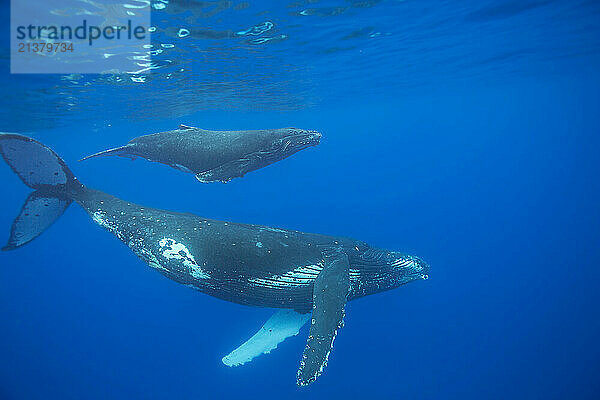 Mother and calf pair of Humpback whales (Megaptera novaeangliae) surface off the island of Maui  Hawaii  USA; Maui  Hawaii  United States of America