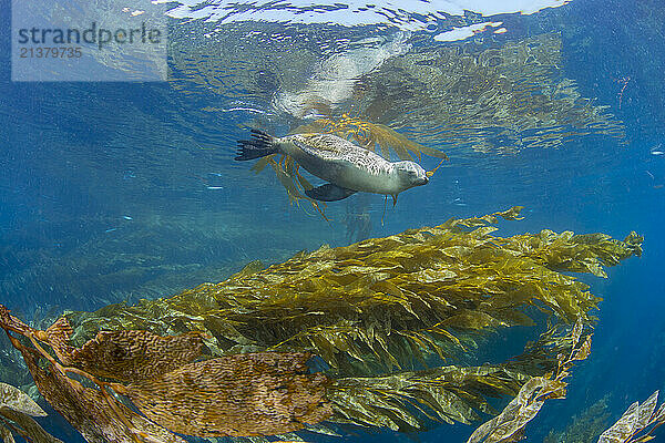 California sea lion (Zalophus californianus) playing in a kelp forest off Santa Barbara Island  California  USA; California  United States of America