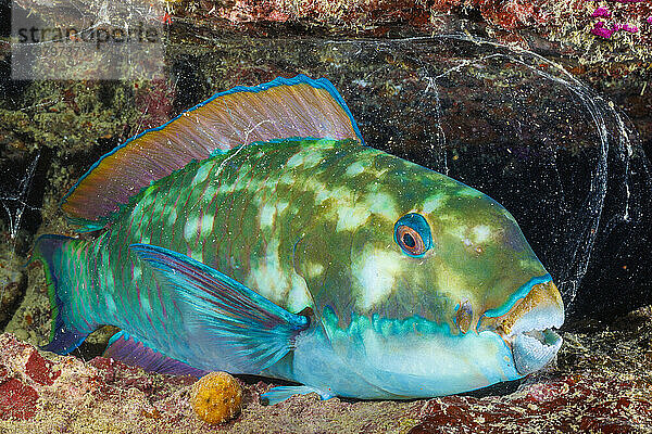 This Steephead parrotfish (Chlorurus microrhinos) has secreted a mucus bubble to protect it from predators at night; Yap  Federated States of Micronesia