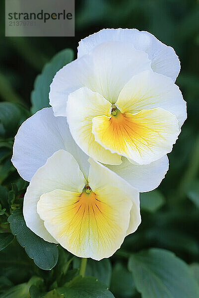 Close-up of white and yellow pansies in full bloom