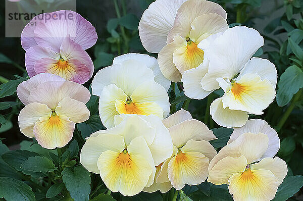 Close-up of white  yellow and pink pansies in full bloom