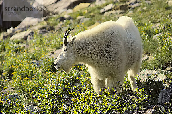 Mountain goat (Oreamnos americanus) stands in blossoming plants on a mountainside