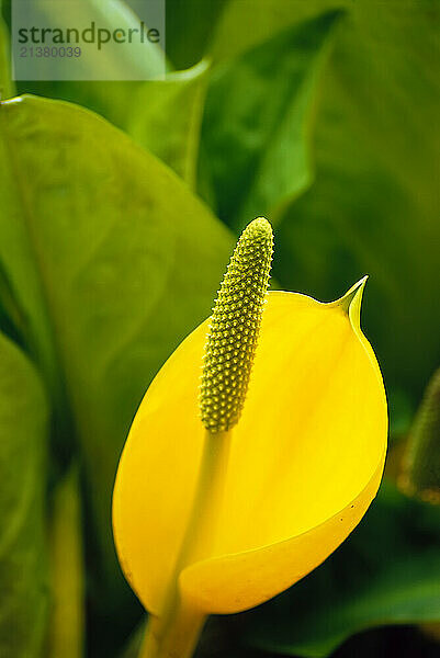 Bright yellow blossom of the Western Skunk Cabbage plant (Lysichiton americanus)