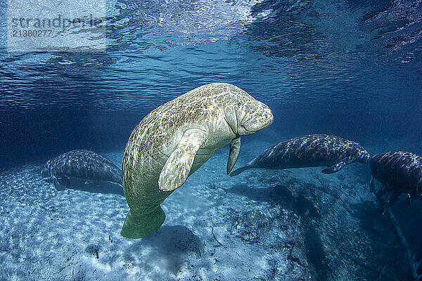 Endangered Florida Manatee (Trichechus manatus latirostris) at Three Sisters Spring in Crystal River  Florida. The Florida Manatee is a subspecies of the West Indian Manatee; Florida  United States of America