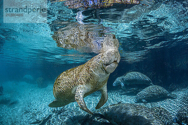 Endangered Florida Manatee (Trichechus manatus latirostris) at Three Sisters Spring in Crystal River  Florida. The Florida Manatee is a subspecies of the West Indian Manatee; Florida  United States of America