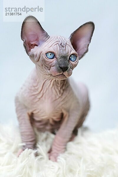 Hairless Canadian Sphynx kitten blue mink with white color with big blue eyes sitting on white carpet background. Front view of lovely domestic kitten