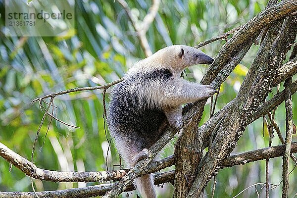 Southern tamandua (Tamandua tetradactyla) Pantanal Brazil