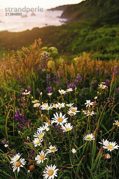 Landscape color image of a beautiful Pacific Northewest sunset with wildflowers in the foreground