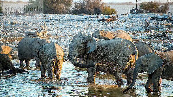 African elephants playing with water in a water hole. Elephant taking a shower. Etosha National Park  Namibia