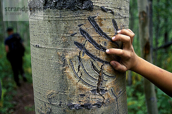 A hiker examines bear claw marks on a poplar tree that signal the entrance to the trail above Sediments Creek on the Tatshenshini River in British Columbia  Canada.