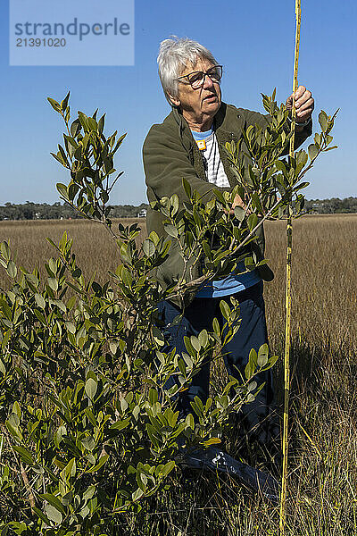 Researcher Ilka C. Feller documents a black mangrove in a salt marsh in Georgia near the St. Marys River.