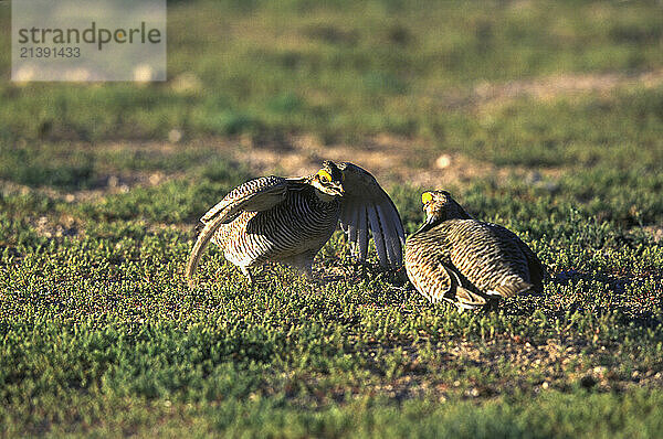 Two lesser prairie chickens (tympanuchus pallidicintus) square off for a fight in Milnesand  New Mexico.